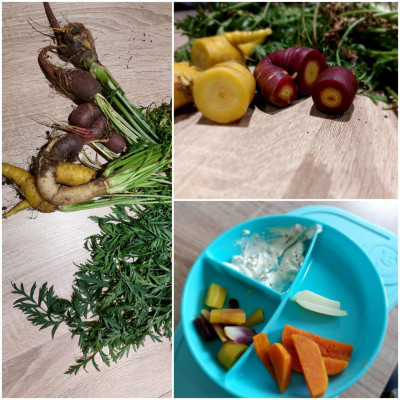 Gemüse selbst angebaut Gemüse selbst angebaut